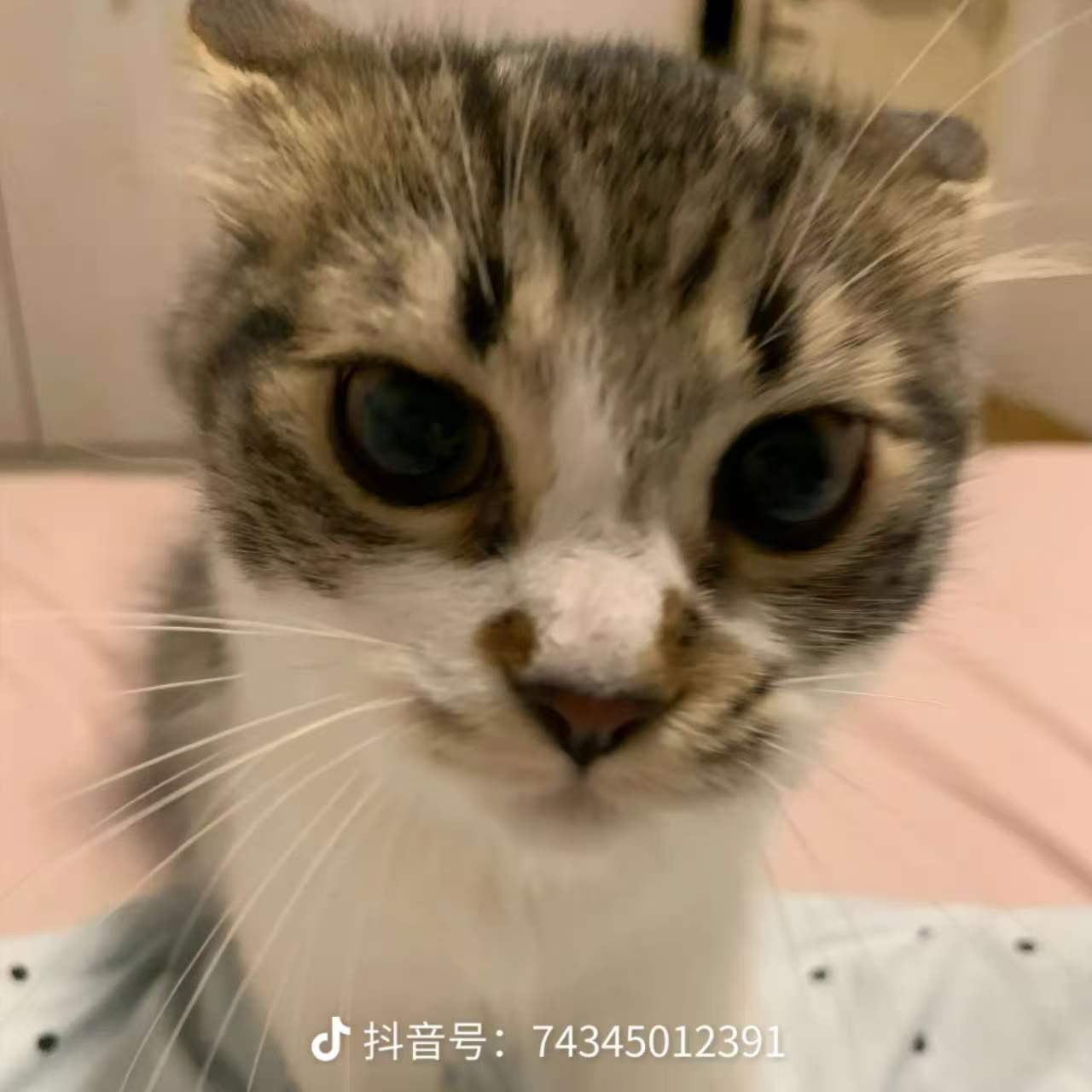 小猫咪